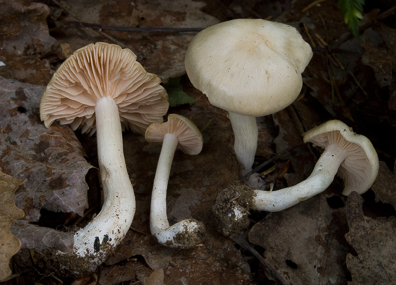 Entoloma clypeatum f. pallidogriseum